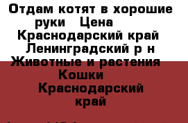 Отдам котят в хорошие руки › Цена ­ 10 - Краснодарский край, Ленинградский р-н Животные и растения » Кошки   . Краснодарский край